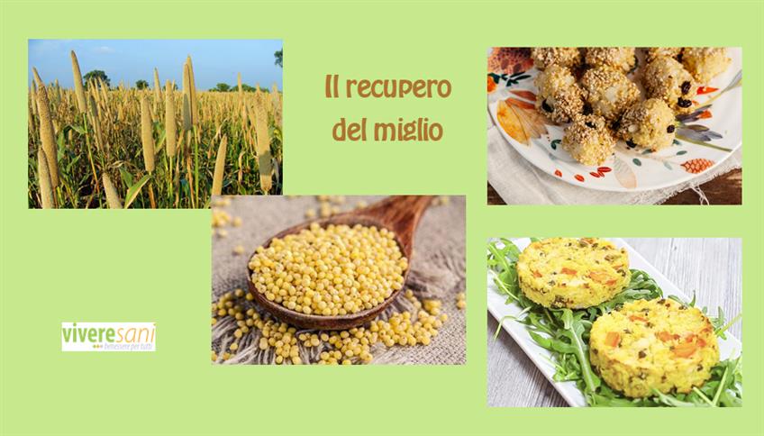 Il miglio, un cereale poco conosciuto Il miglio, un cereale poco conosciuto